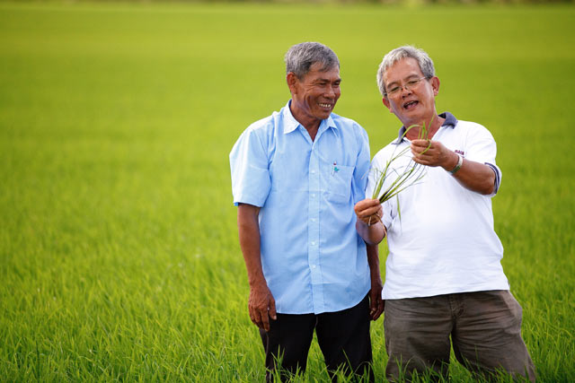 headline® 100cs giup tru benh dao on va tang nang suat cho cay lua hinh anh 2