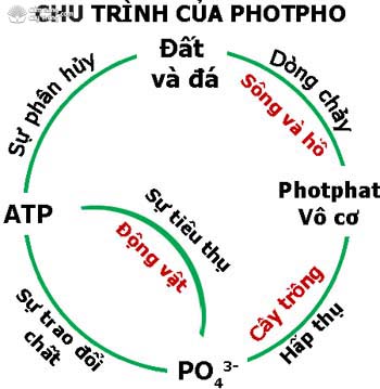 Chu trình photpho trong tự nhiên