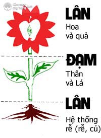 Tác dụng của Lân và Đạm lên cây trồng