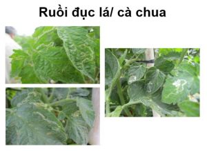 ruoi duc la