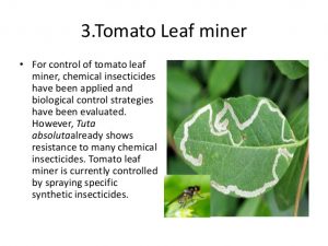 tomato leaf miner