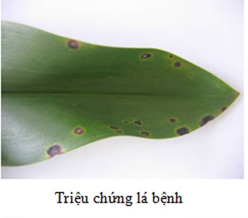 Triệu chứng đốm lá do Cercospora sp. trên Grammatophyllum (Hoàng Hậu)