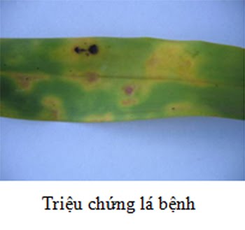 Triệu chứng đốm lá do Cercospora sp. trên Oncidium