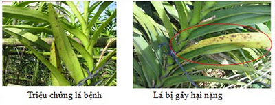 Triệu chứng đốm lá do Cercospora sp. trên Mokara 