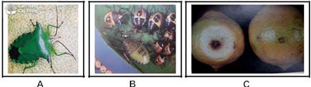 bọ xít xanh Rhynchocoris humeralis