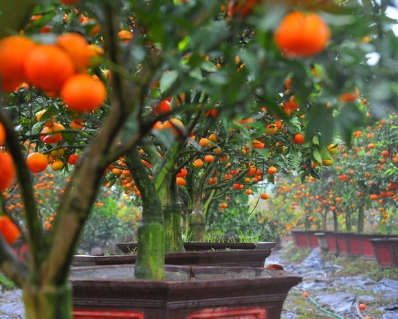 Hướng dẫn cách trồng cam canh bonsai chơi Tết