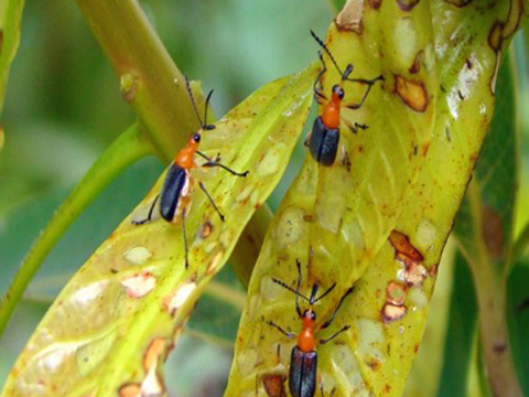 Bọ cắt lá hại xoài