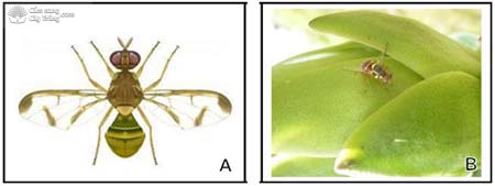 ruồi đục quả (Bactrocera spp.) thanh long