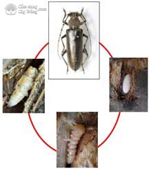 Vòng đời của sâu đục thân, xén tóc Nadezhdiella cantori