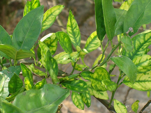 PHÒNG TRỪ BỆNH VÀNG LÁ GREENING TRÊN CÂY CAM CARA RUỘT ĐỎ