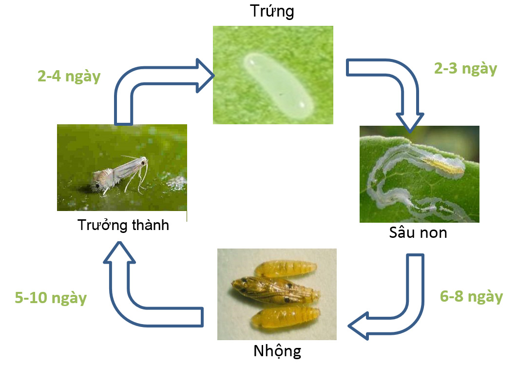 BIỆN PHÁP QUẢN LÝ SÂU VẼ BÙA TRÊN CÂY CÓ  MÚI