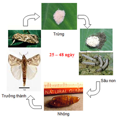 Sâu khoang (Sâu ăn tạp) hại rau, đậu (Spodoptera litura)