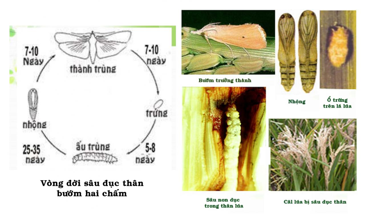 Thông báo tình hình dịch hại cây trồng 7 ngày (Từ ngày 20/4/2016 đến ngày 26/4/2016) 29/04/2016 I. TÌNH HÌNH THỜI TIẾT VÀ SINH TRƯỞNG CỦA CÂY TRỒNG 1. Thời tiết: Trong tuần có mưa nhiều về đêm. Lượng mưa đo được tại Vĩnh Yên 60 - 83 mm ...