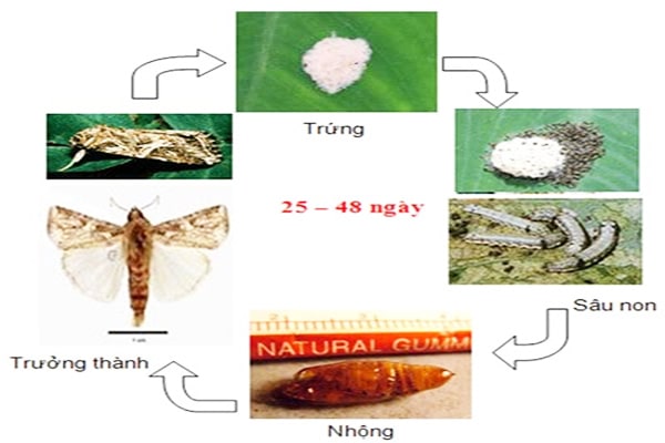 Biện pháp quản lý Sâu Khoang gây hại nghiêm trọng trên rau màu