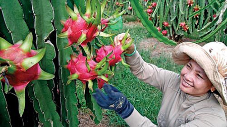 Kỹ thuật vuốt tai thanh long chín