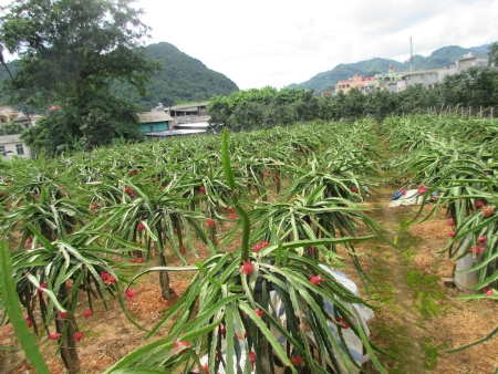 KỸ THUẬT BÓN PHÂN DÀNH CHO CÂY THANH  LONG RUỘT ĐỎ