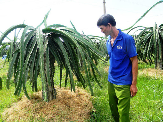 KỸ THUẬT TẠO TÁN VÀ TỈA CÀNH CÂY THANH LONG RUỘT ĐỎ