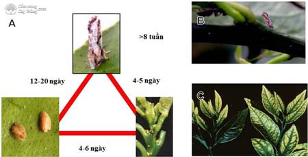 Vòng đời rầy chổng cánh Diaphorina citri