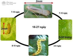 Vòng đời sâu vẽ bùa Phyllocnistic citrella