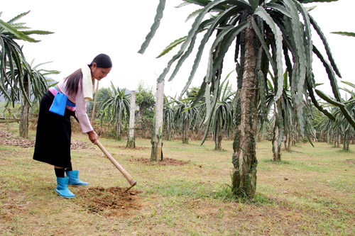 Kỹ thuật bón phân cho cây thanh long