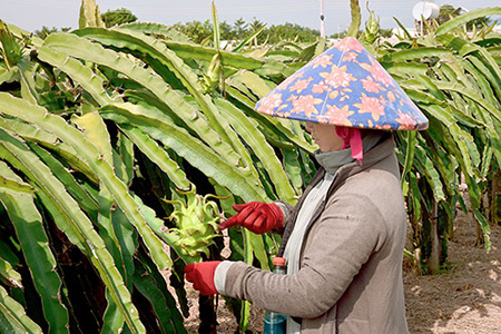 kỹ thuật vuốt tai thanh long sống