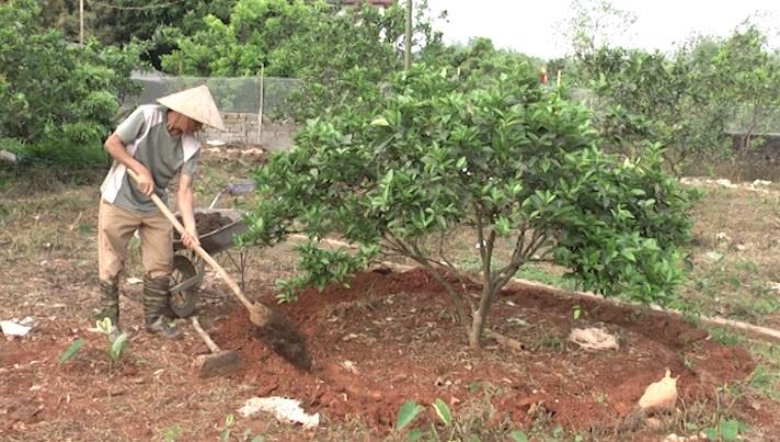 Kỹ thuật bón phân cho cây cam sau thu hoạch